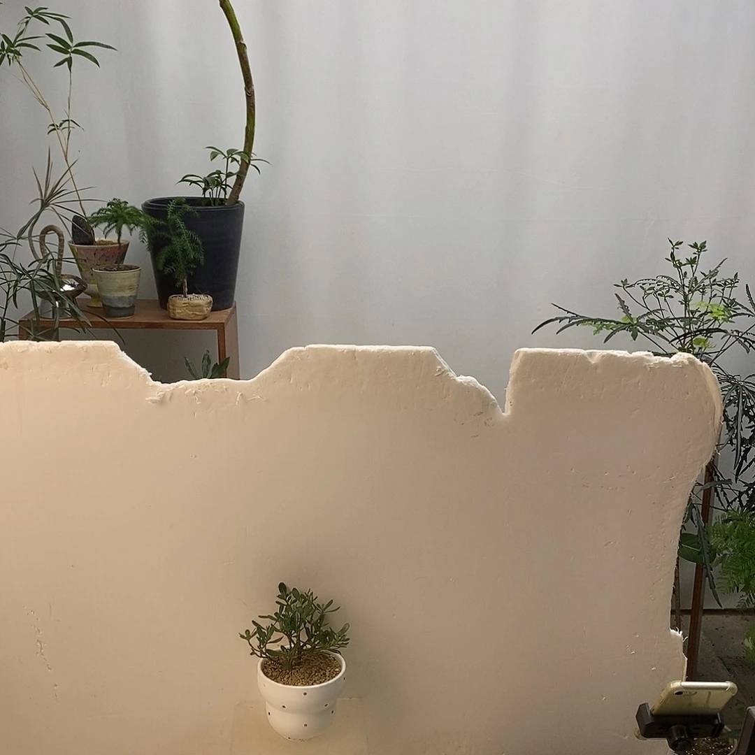 无花朵矮栀子花（含盆）