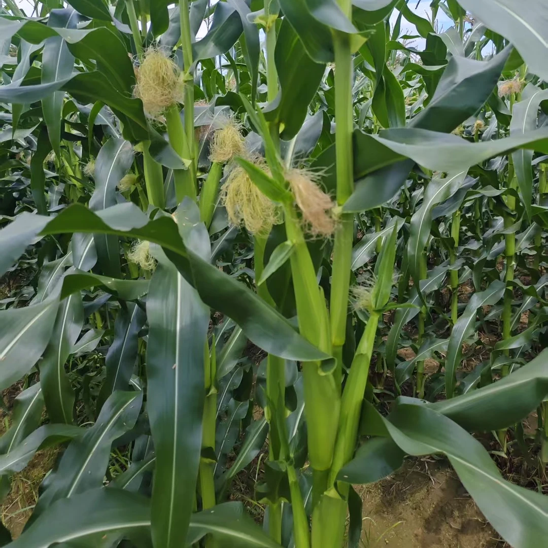 助销【书记种的玉米笋】玉米笋露天种植农家自种新鲜水果甜玉米宝宝