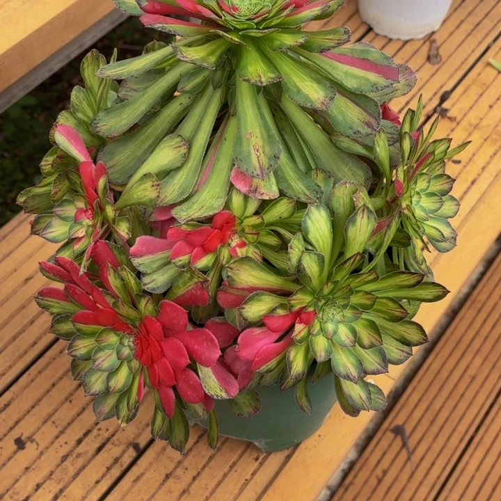 云南知否法师多肉51号