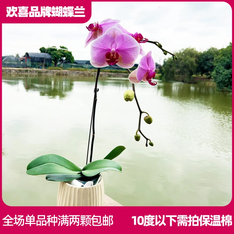 【牛记哈尼】精品蝴蝶兰室内绿植