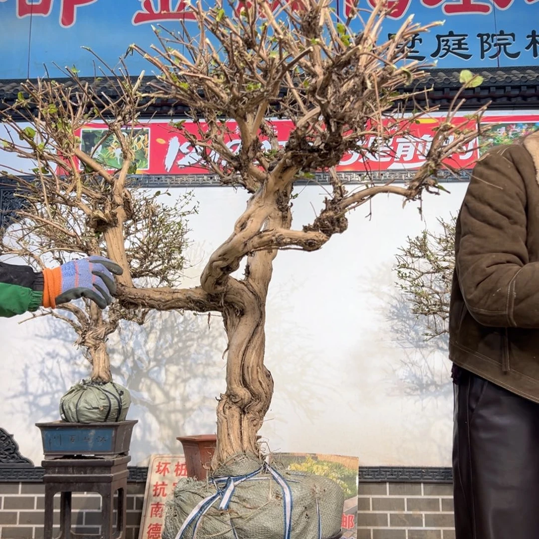 无花朵金银356666676777777