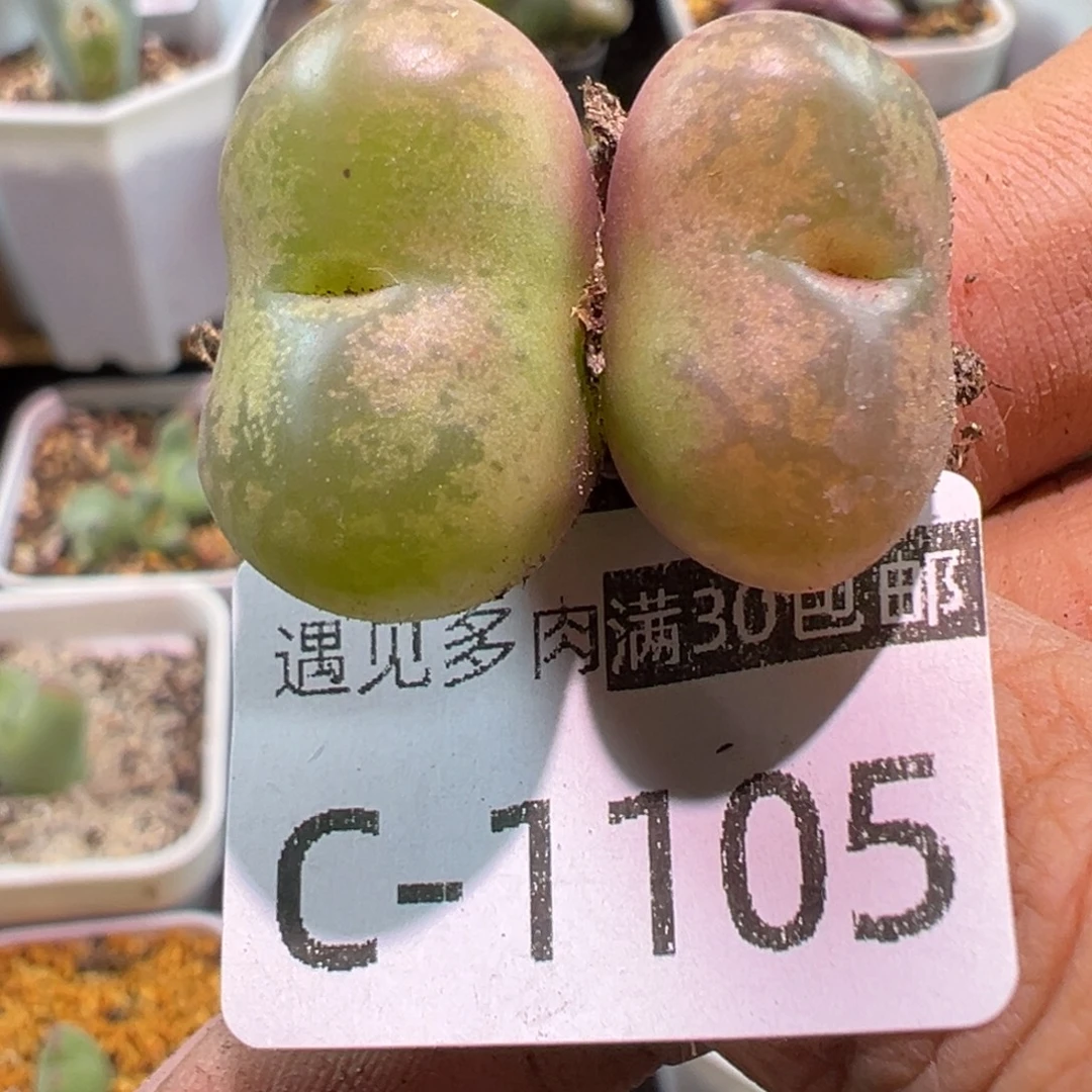 多肉植物11111111111