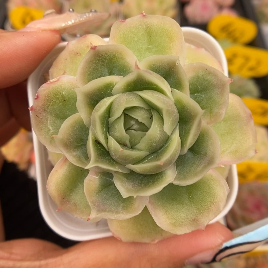 水晶虾饺可拍1011号