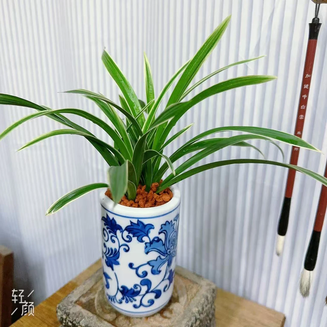稀有矮化款金边蓝梦颜花卉好养盆景室内盆栽