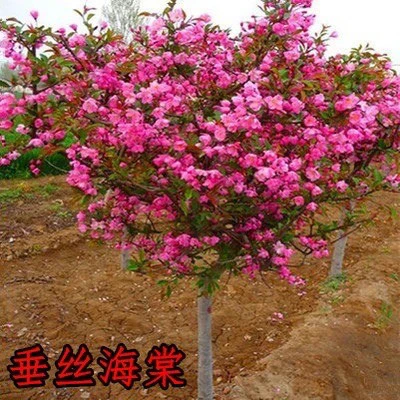 海棠垂丝海棠北美海棠绚丽海棠红宝石海棠，庭院别墅植物，精美盆栽