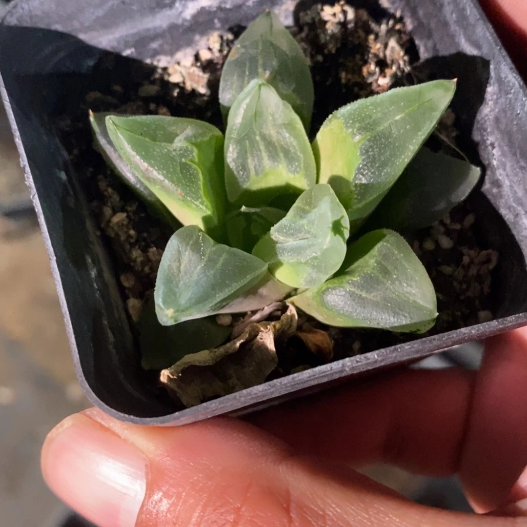 冰城一颗 整点福利