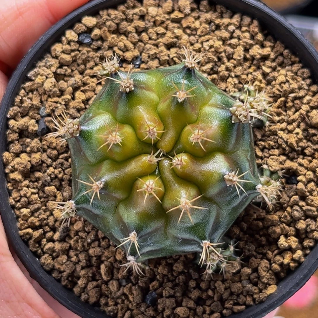 抹茶 米哈仙人球