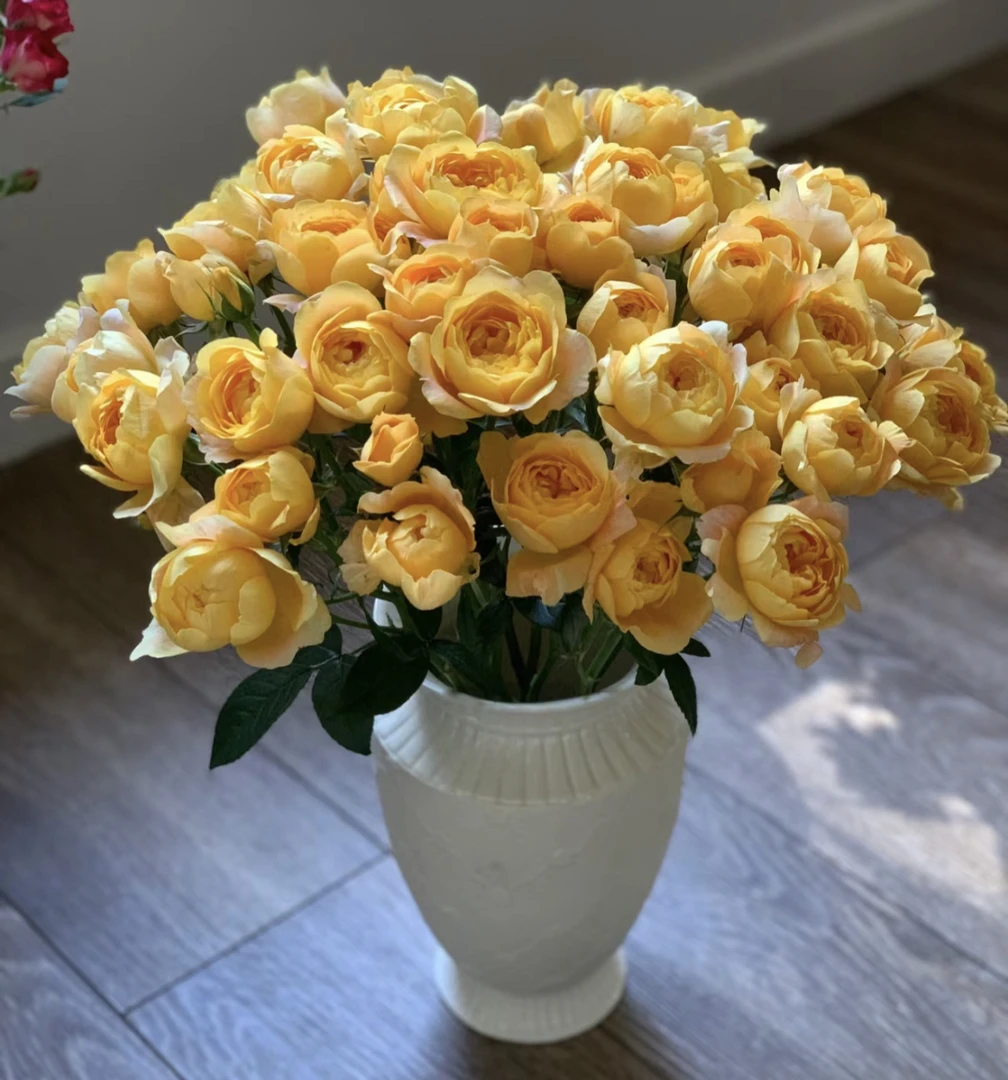 （曼）橙汁阳台8支➕2支防损鲜花任意满两单包邮