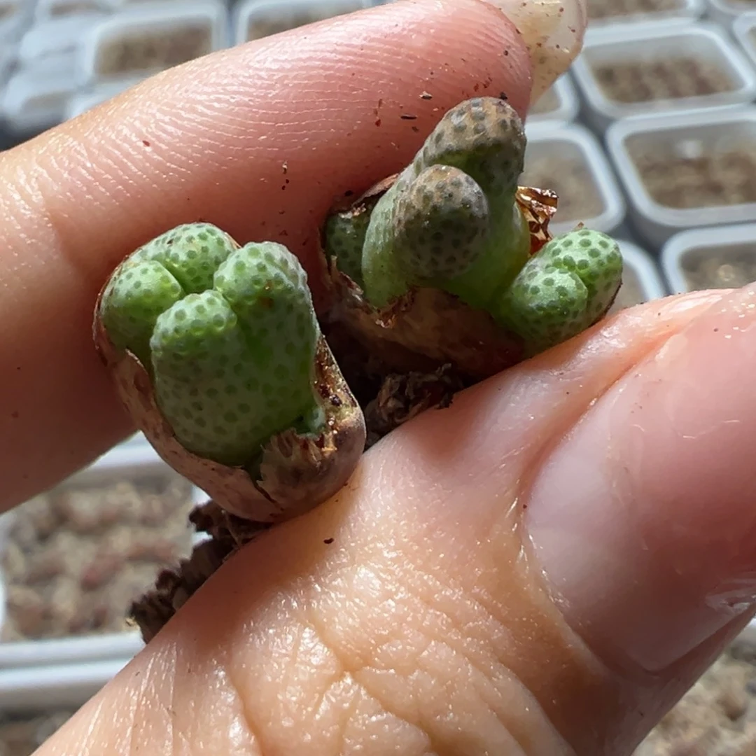 1***11425.962斑马多肉植物