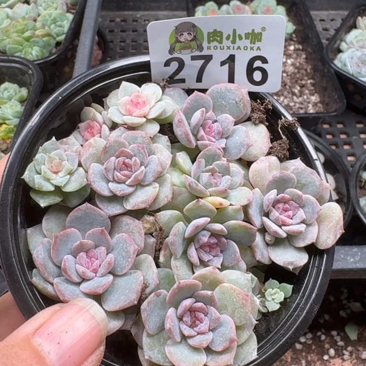 多肉植物多肉植物