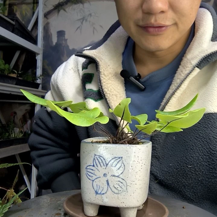 向**生中青园艺一物一拍205