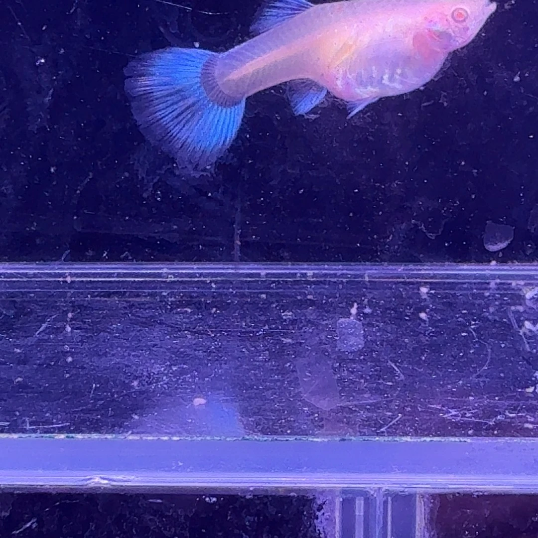 孔雀鱼蓝白噢意1对