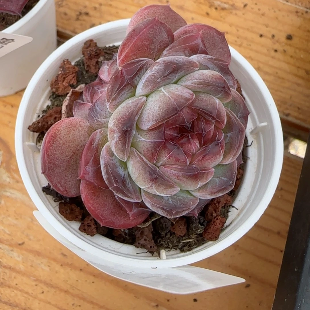 顗****】花语逸境0212-286