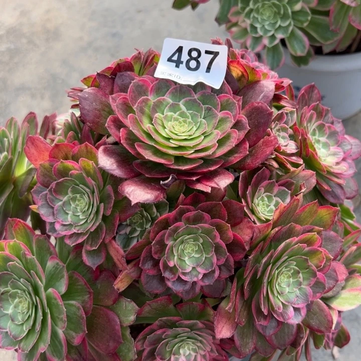 487莲花23厘米左右