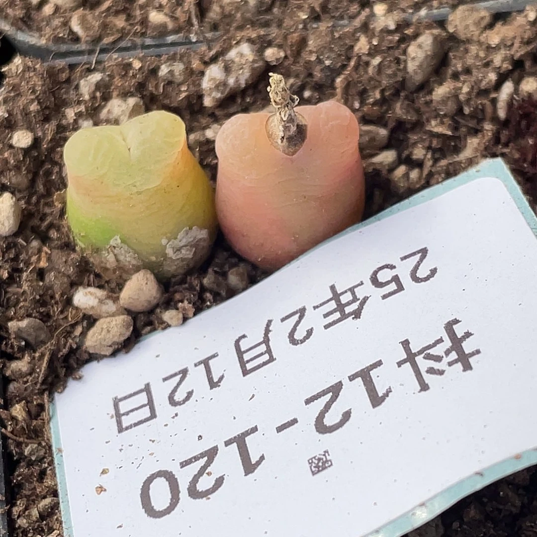 12-120毛毛多肉植物