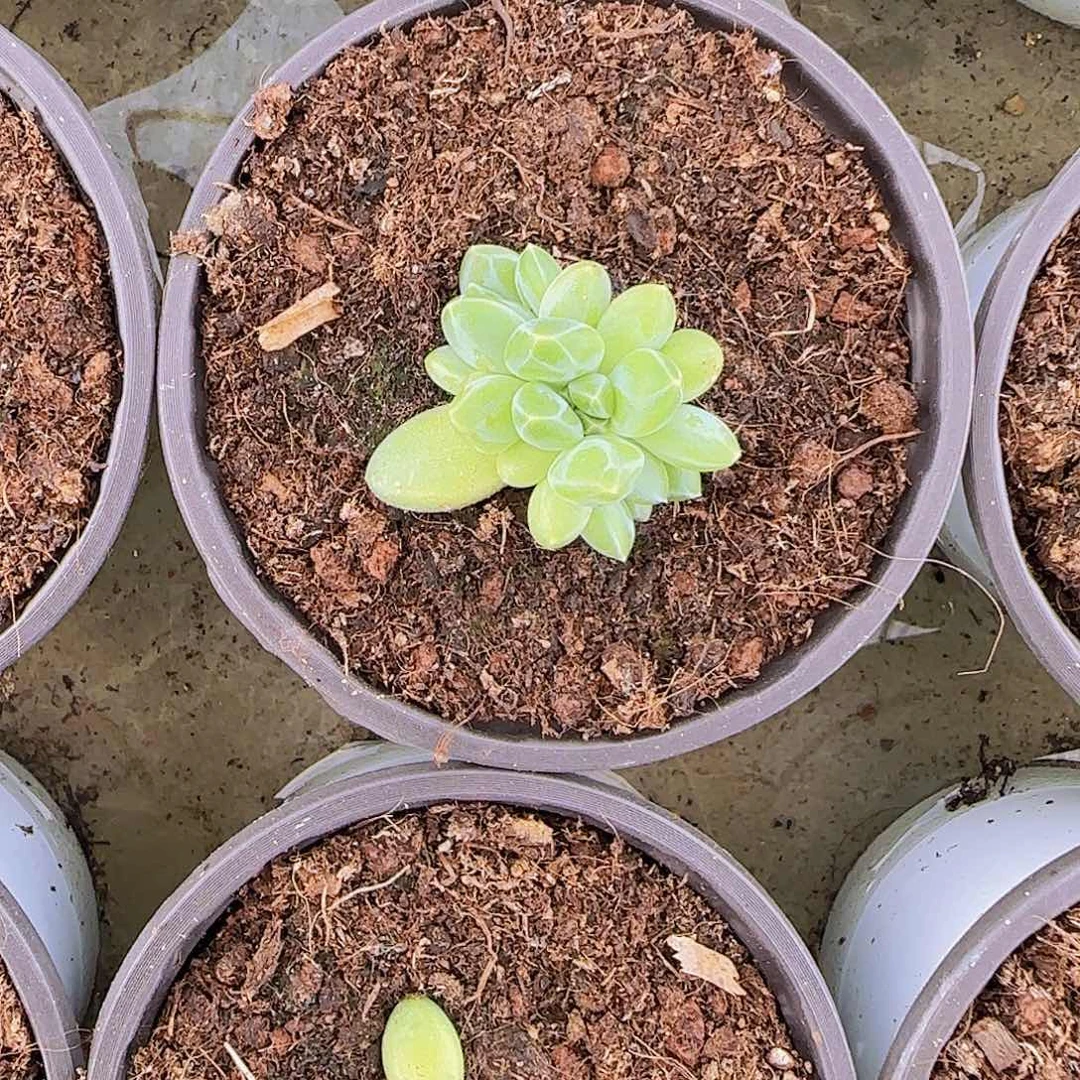 青花瓷小苗一物一拍