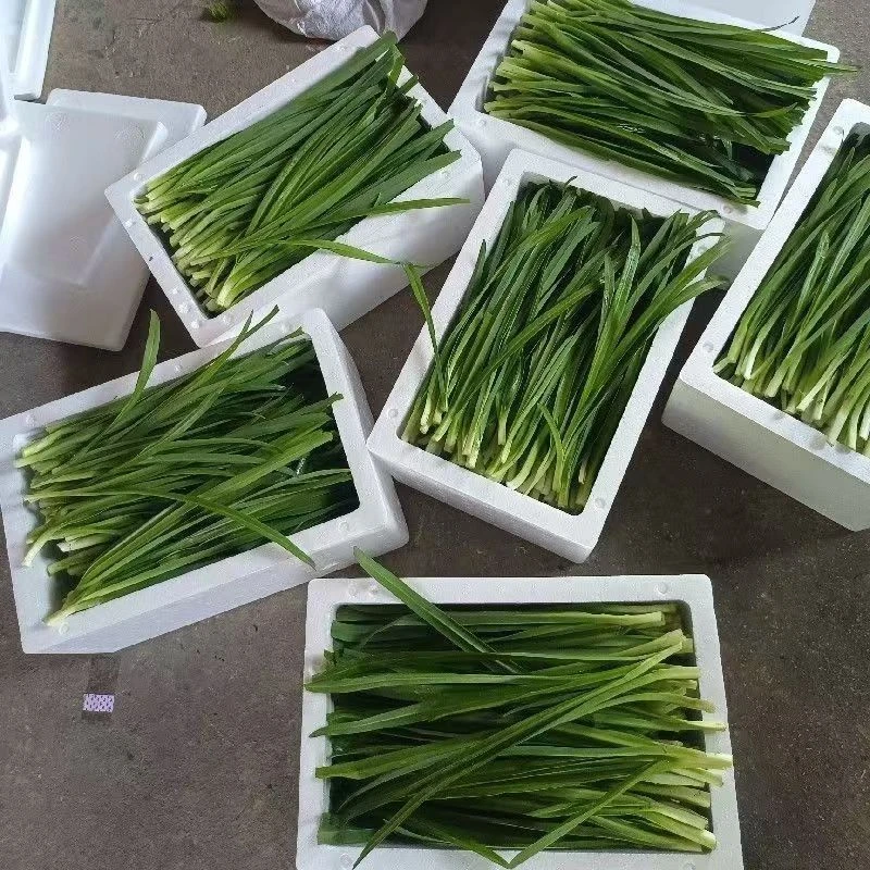 新鲜现割河南鲜韭菜新鲜蔬菜批发绿色蔬菜青菜韭菜新鲜紫根包邮