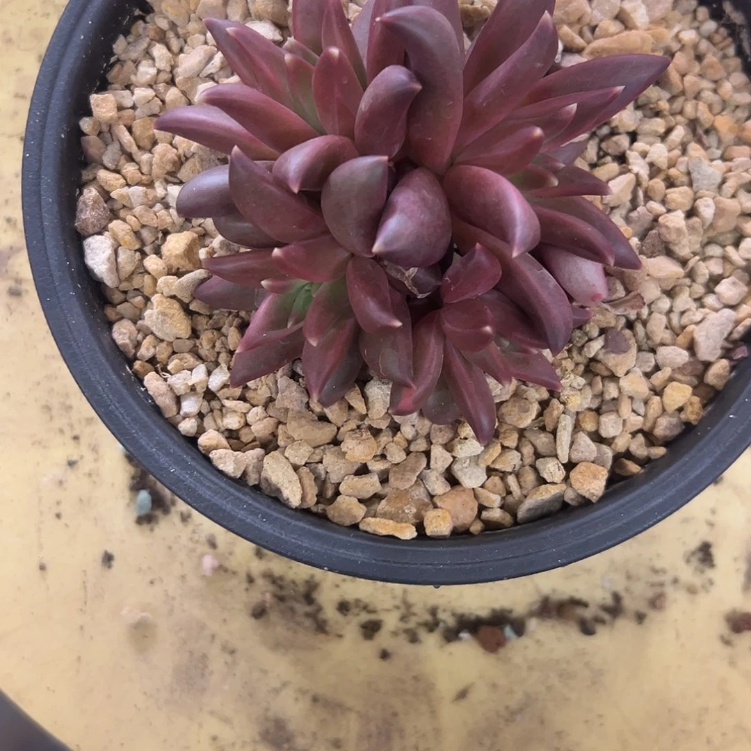 22莉莉丝多肉。