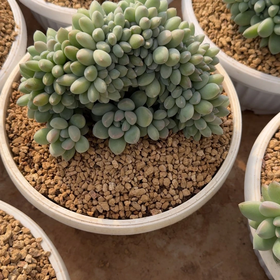 奶糖缀化18公分多肉植物