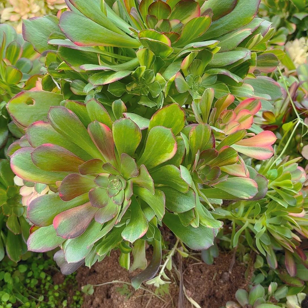 绍七彩砍头群784多肉植物