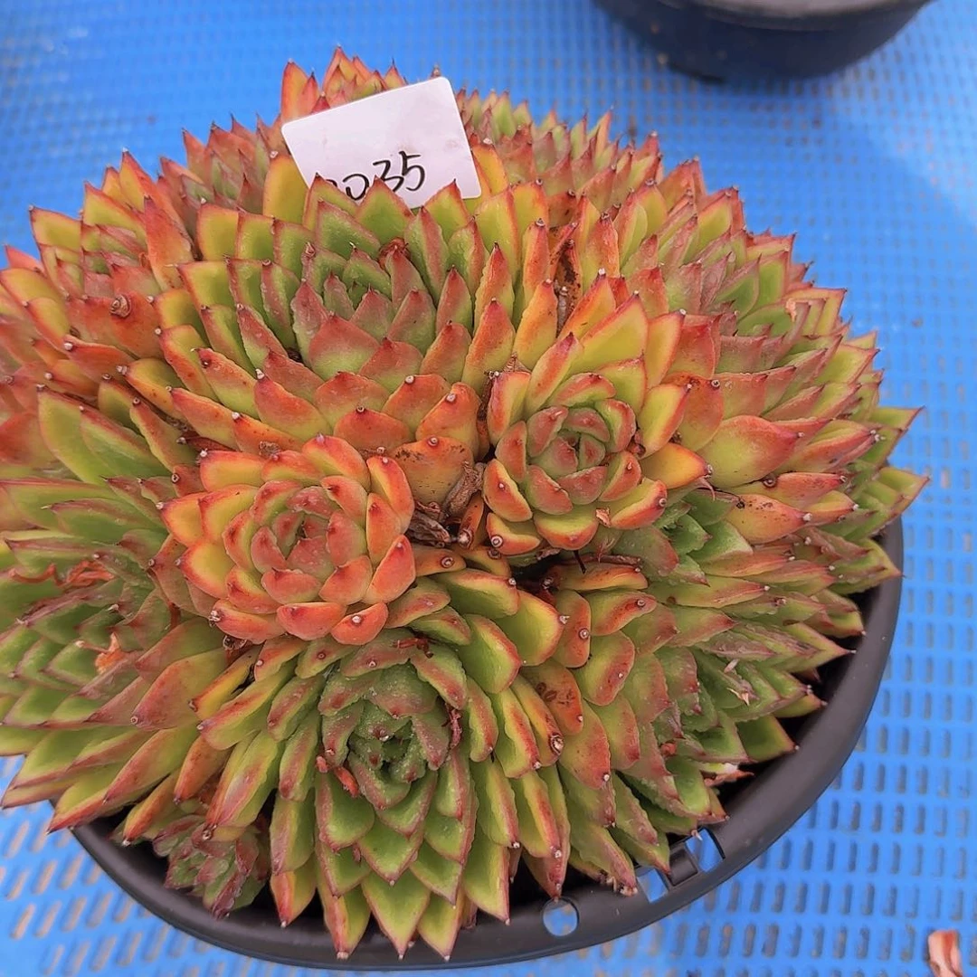 晓****2035东云杂多肉植物