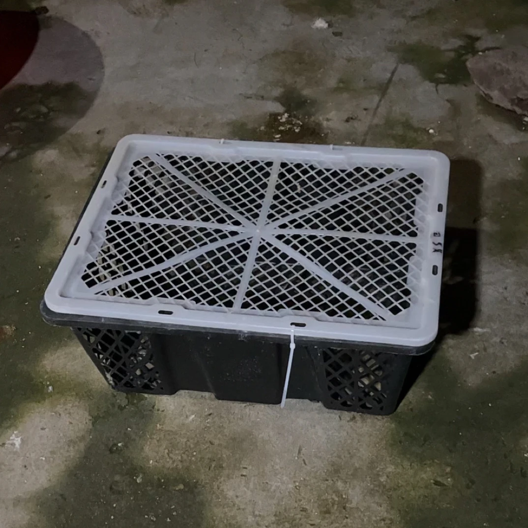 一对蓝  运输筐  五个月左右  太远地区不发