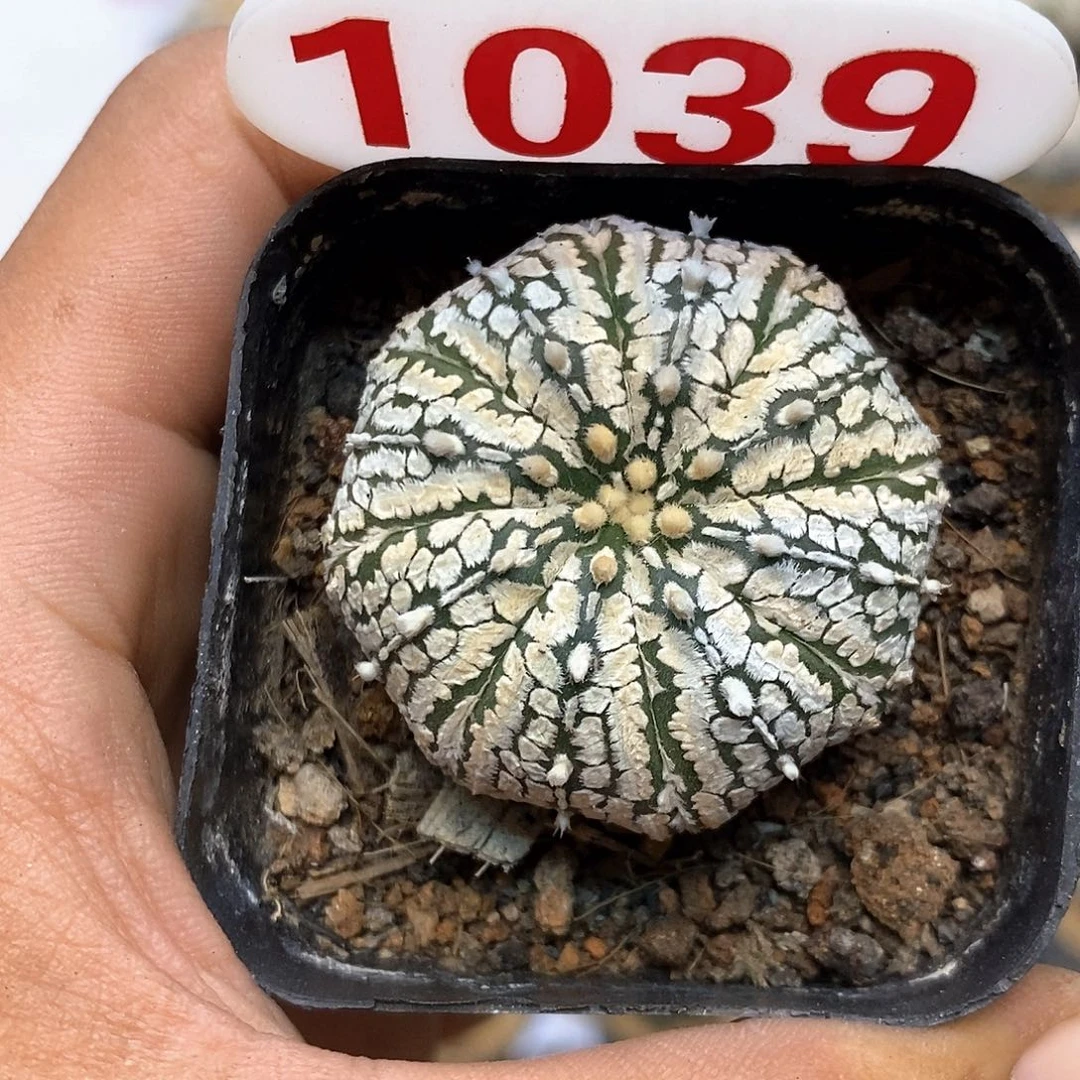 1039福利特价咯啦了