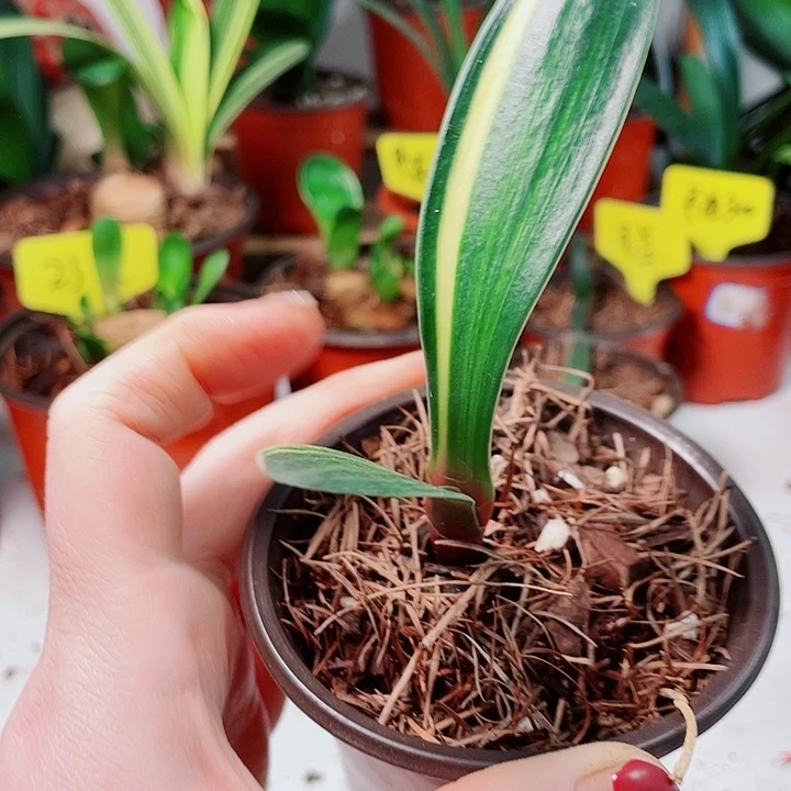 当前无花栽培后可以开花