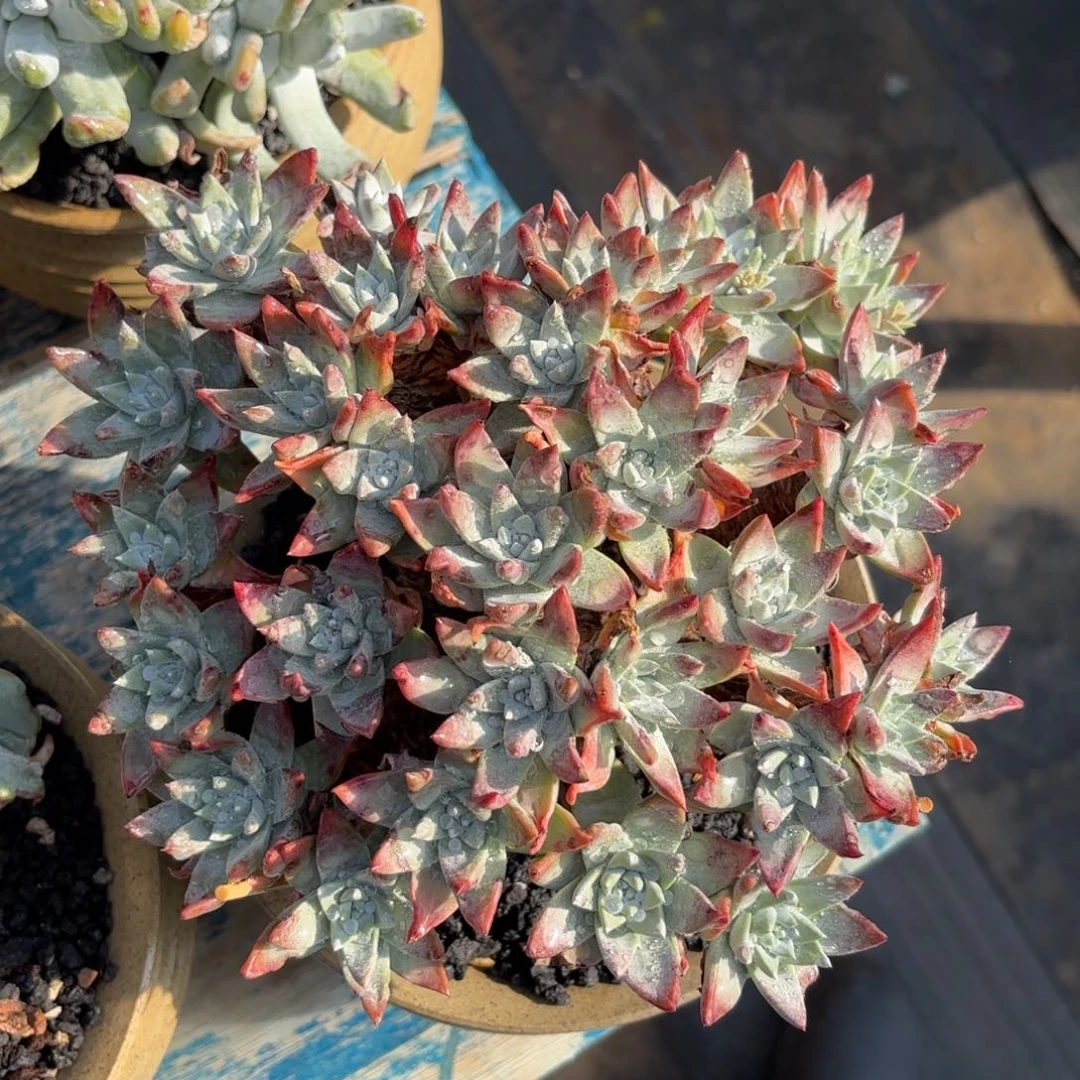 白雪，仙女杯多肉。