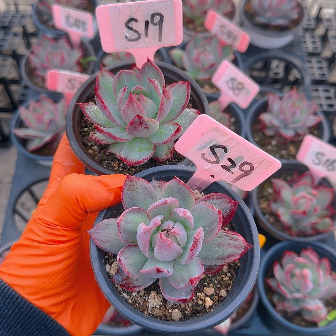 余****所S19-29惊鸿单头多肉