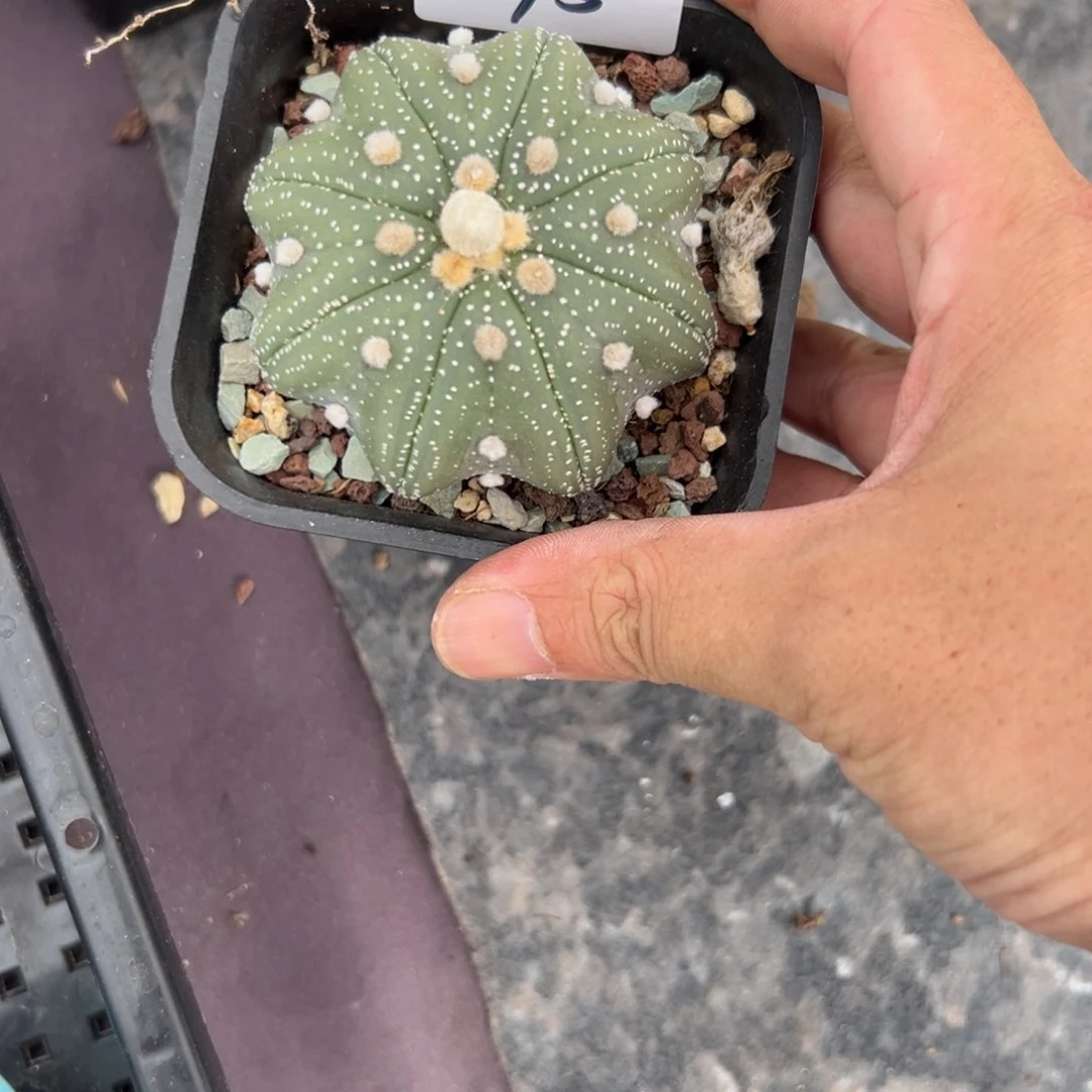 奇***执095号兜仙人球多肉植物