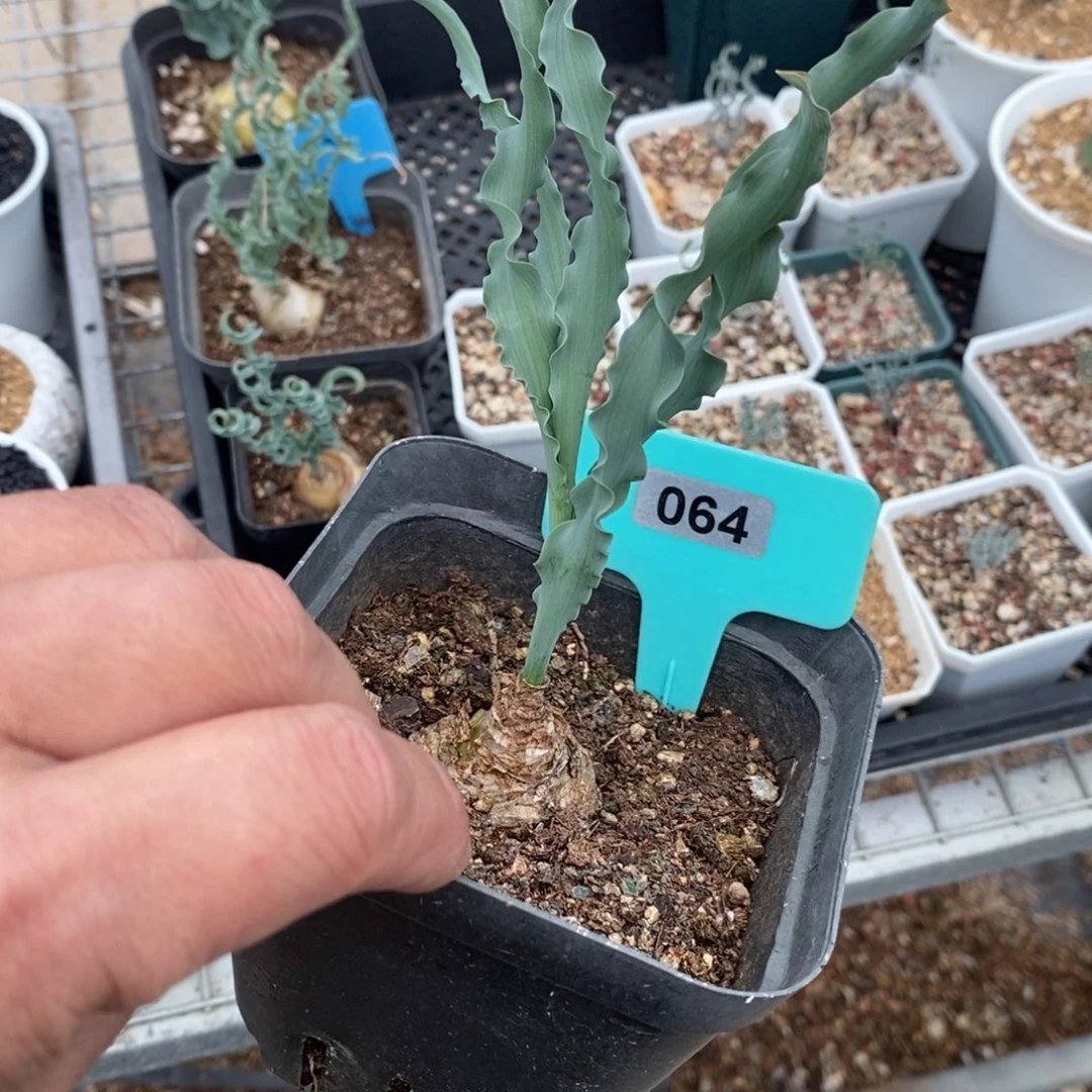 Dc弹簧草产地多肉植物