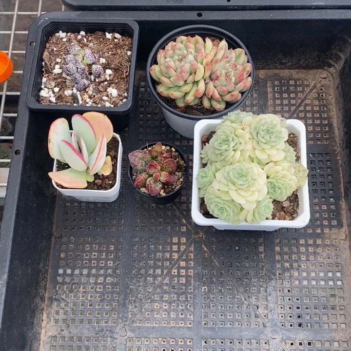 荳*伯克利和格蕾纳等著名音乐