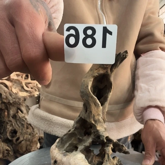 l****?紫砂噜啦啦啦啦啦啦