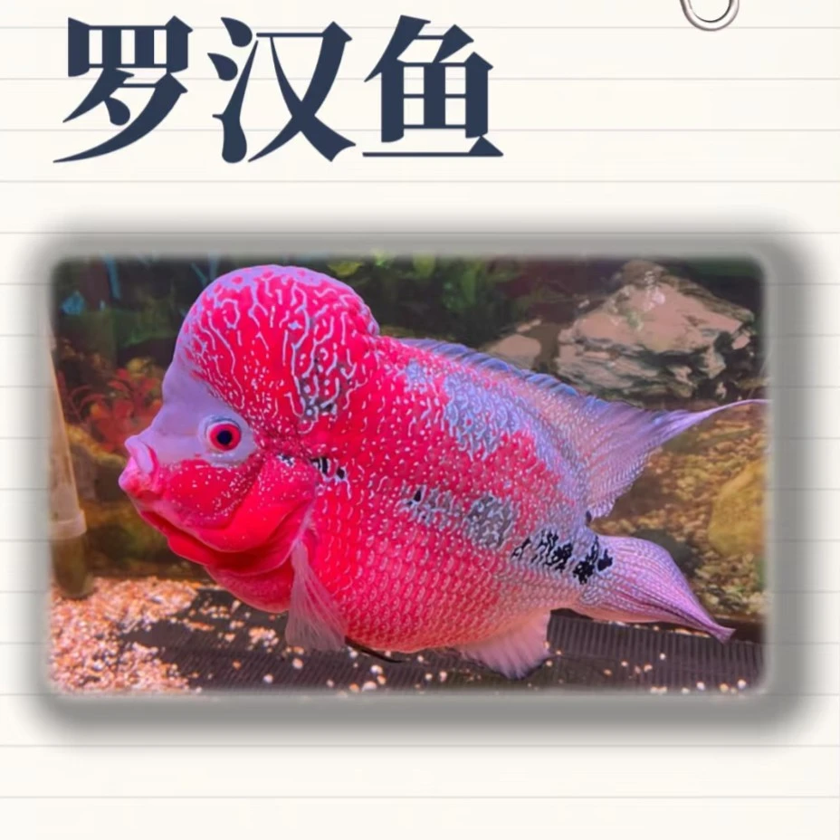 罗汉鱼热带观赏鱼好养耐活观赏鱼
