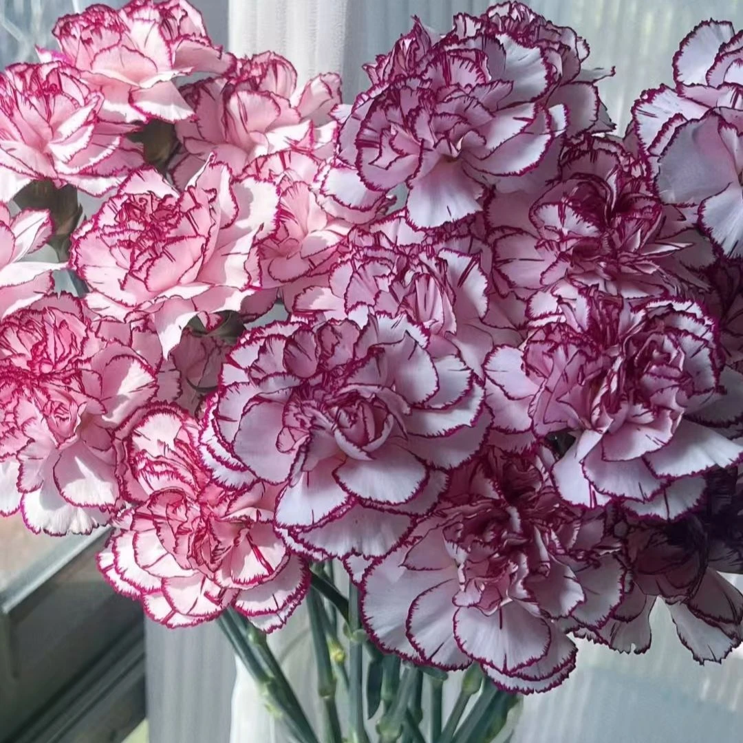 紫精灵单头康乃馨云南鲜花直发顺丰或京东配送