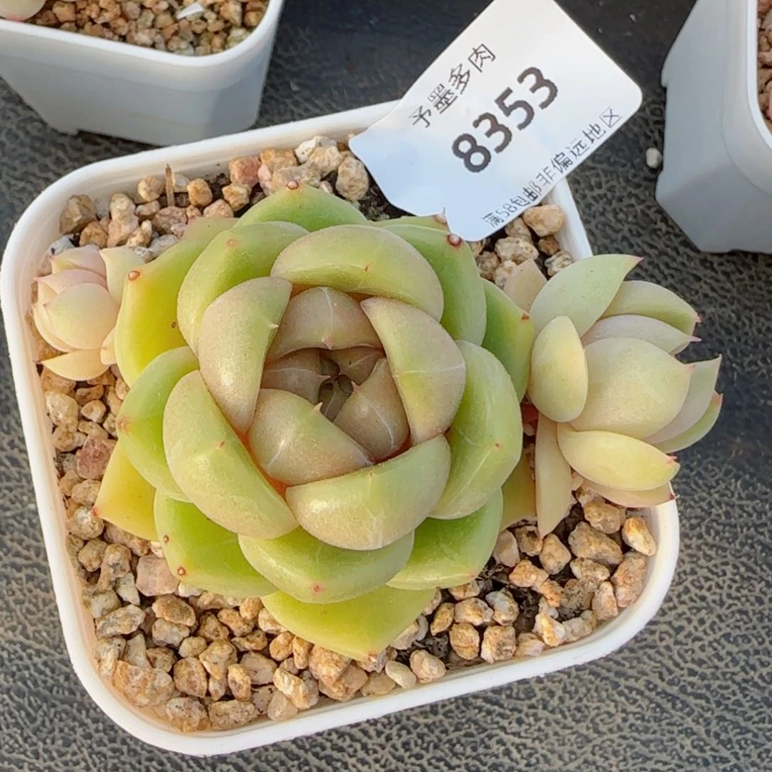 皮埃拉珍妮，8353多肉植物