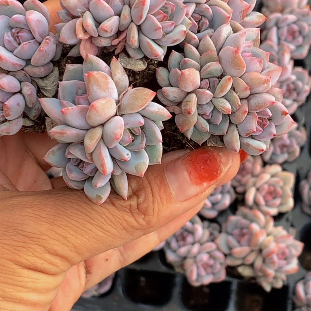 星影三头 小。（不满9.99发叶子）