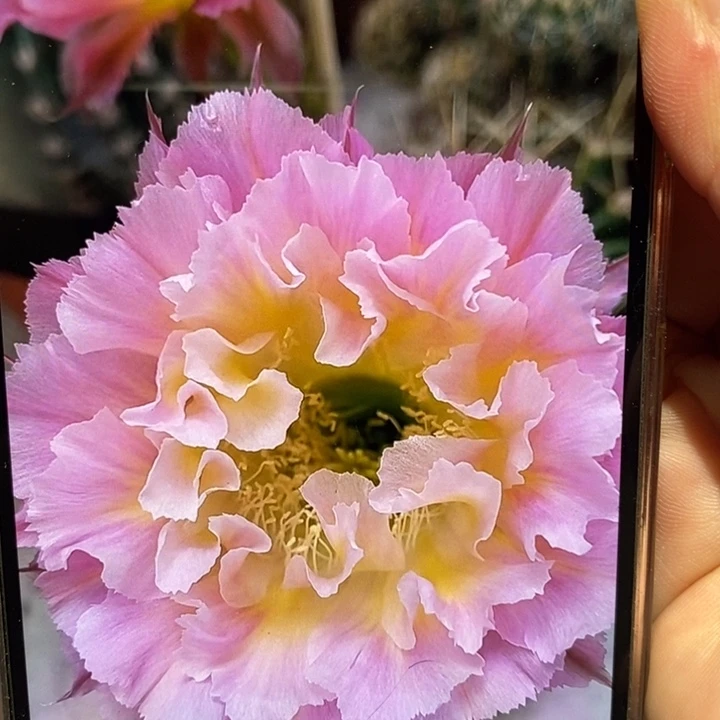 香香妩媚侧芽3公分左右