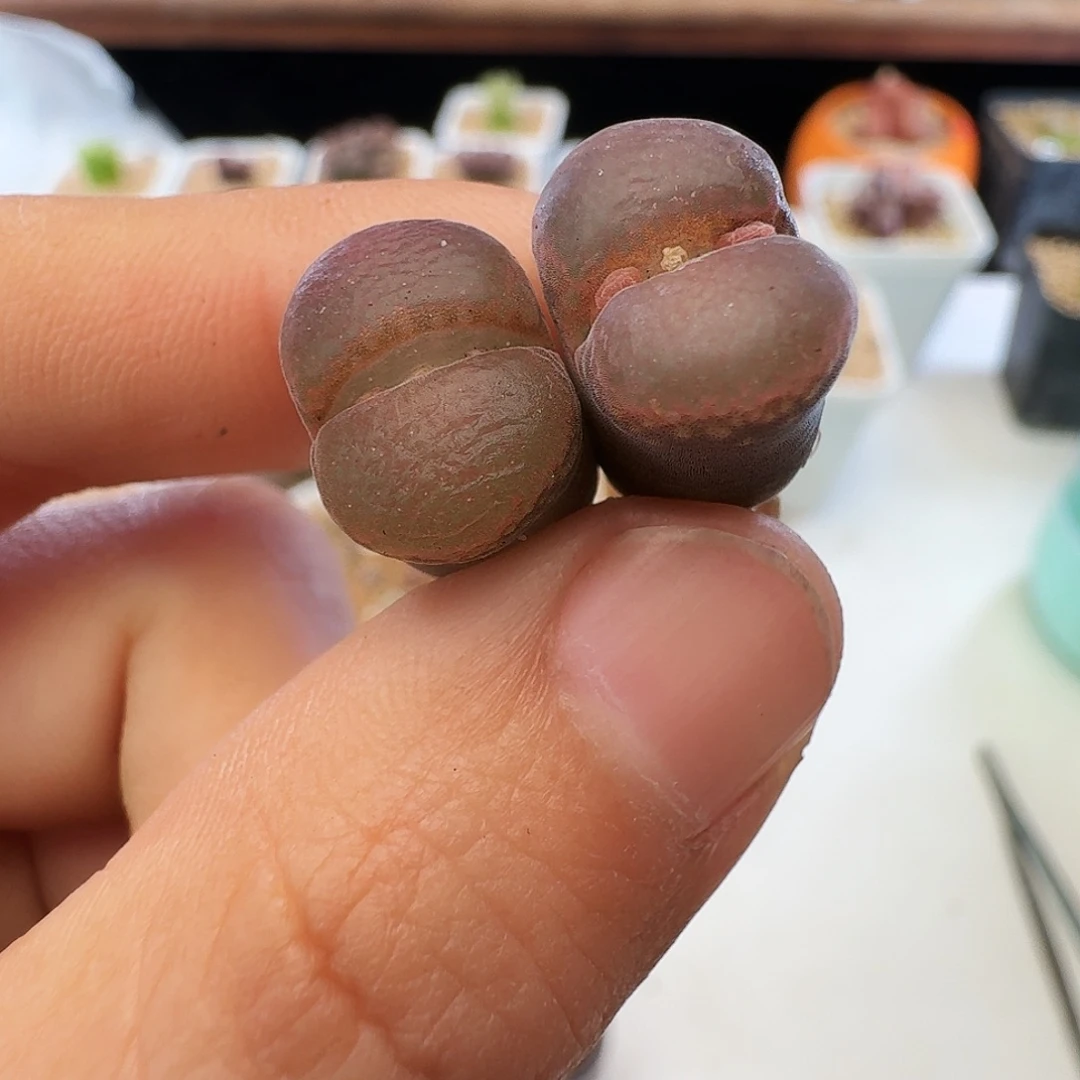 幼***✪多肉植物福利毛汉尼330