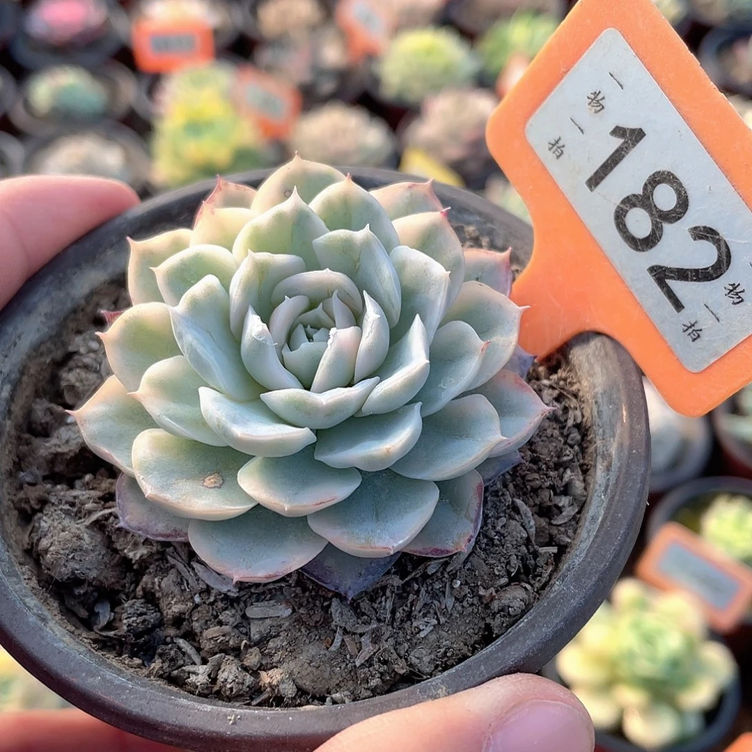 182号多肉植物雪球锦