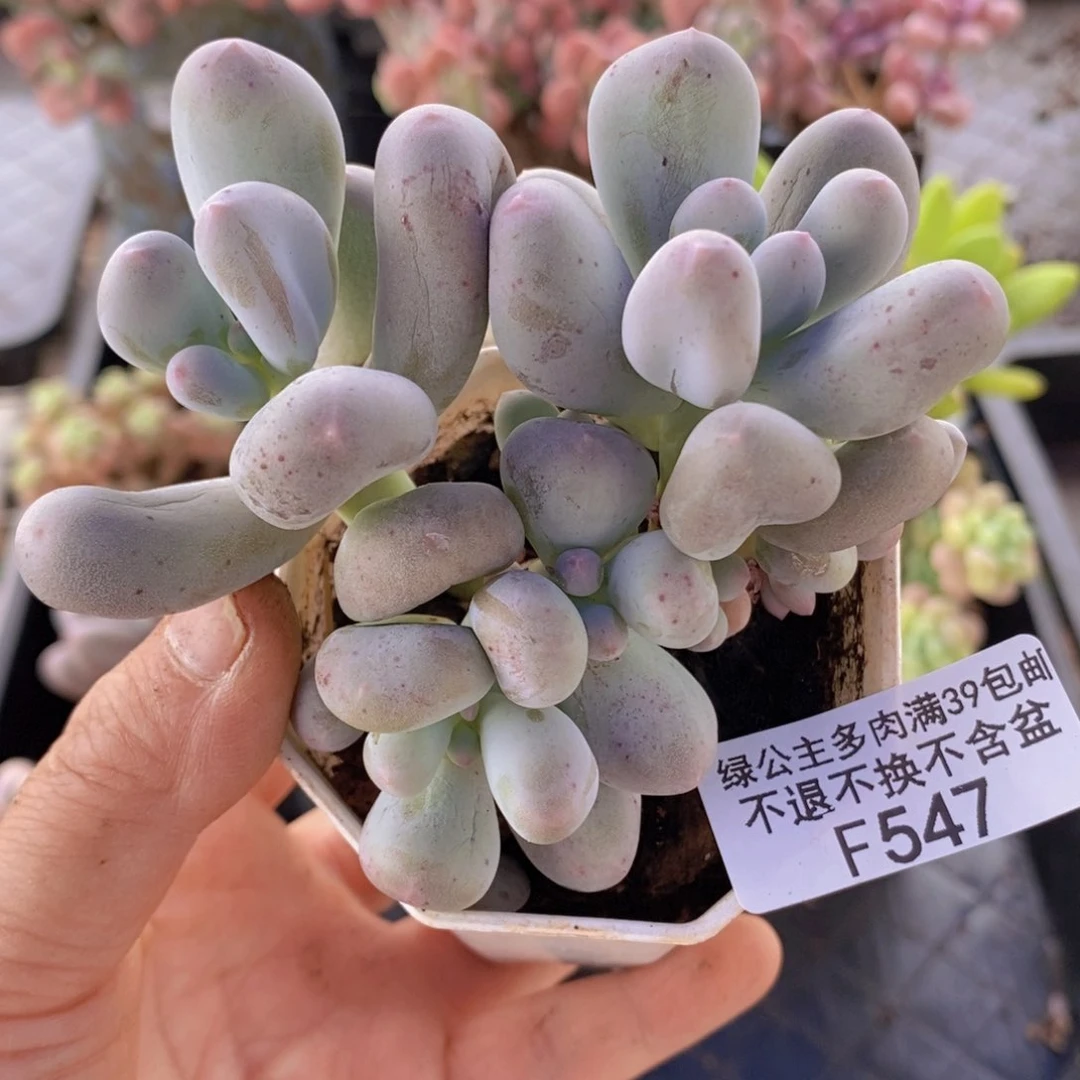 米可8cm有掉叶547多肉植物