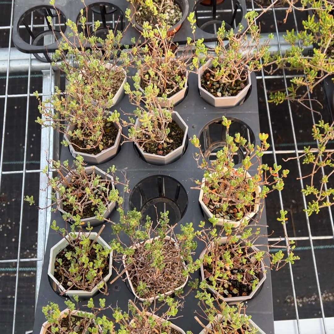 小心心造型桩老桩福利