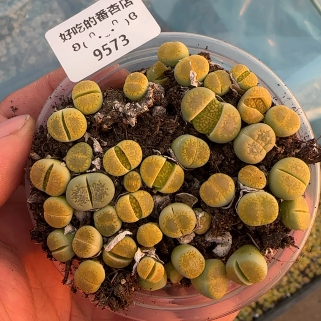 9573。默认脱土。18包邮。偏远88包邮