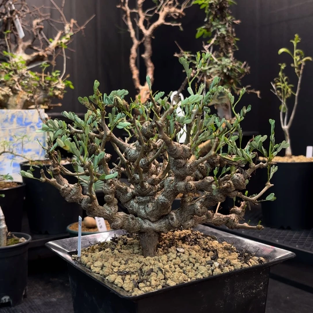 沙漠苏木带盆土。