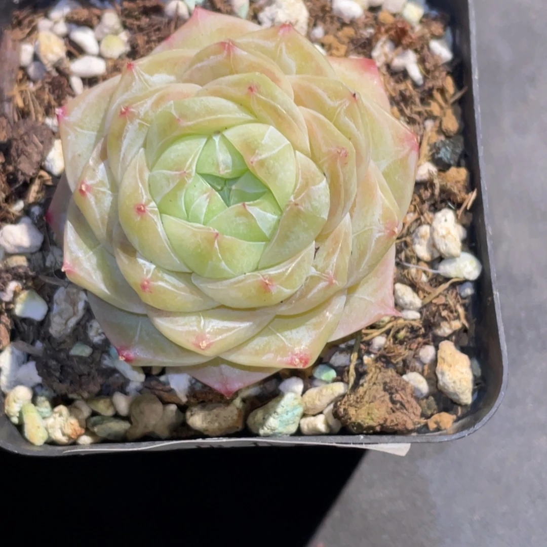 126号糖心冰心珍妮 夏末