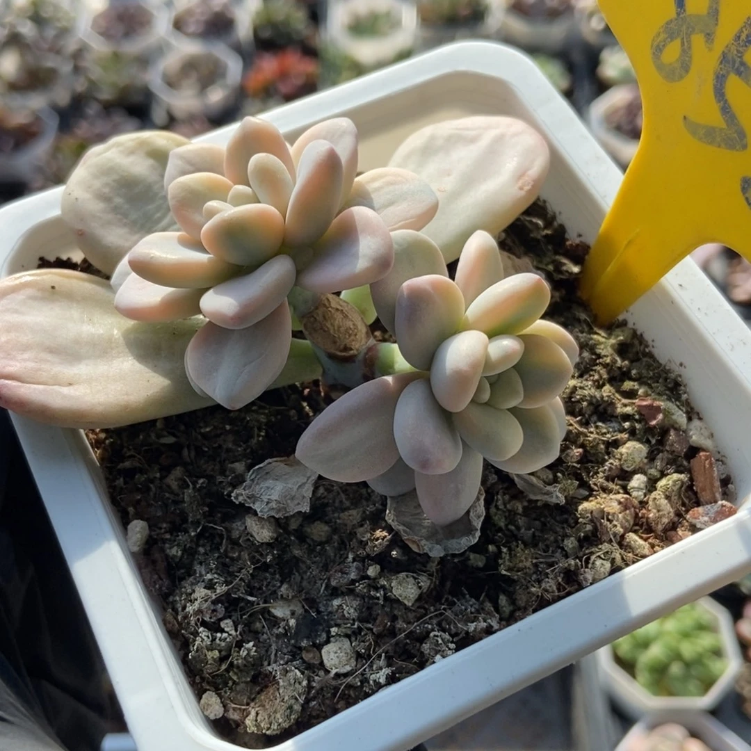 852洛神锦多肉植物