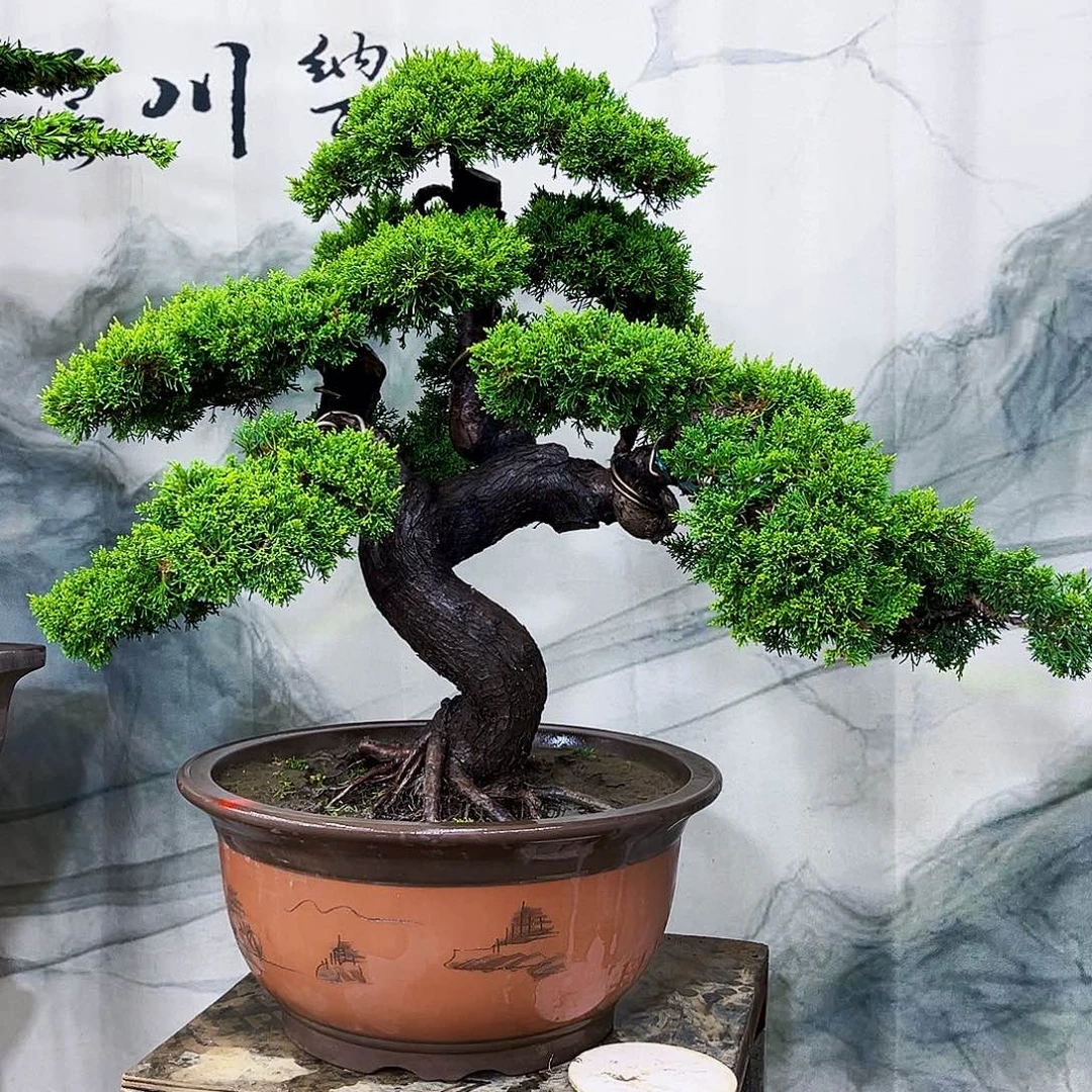 无花朵罗汉松盆景专场