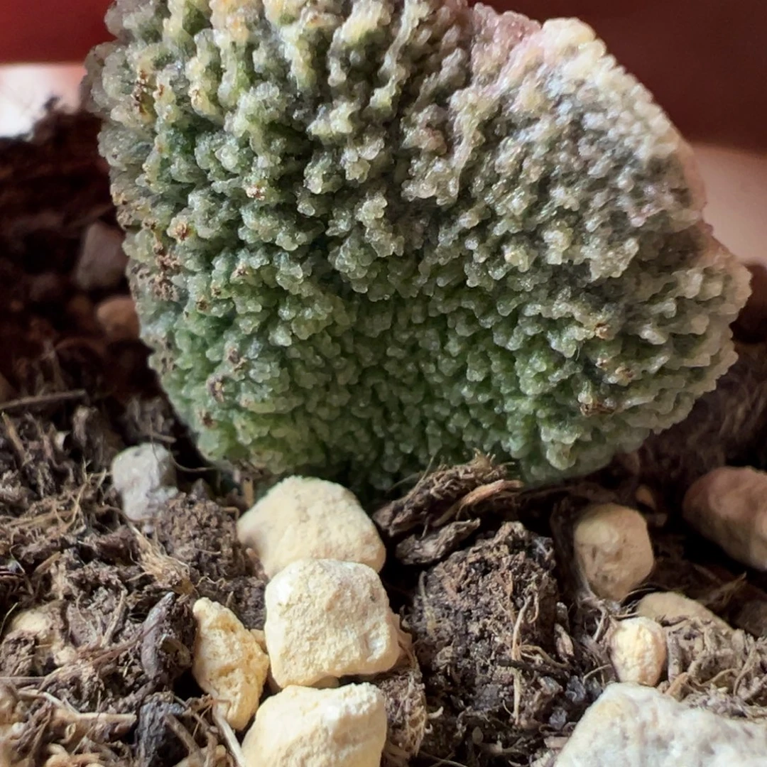 蚌叶蕾丝边厚纹实生大苗多肉植物