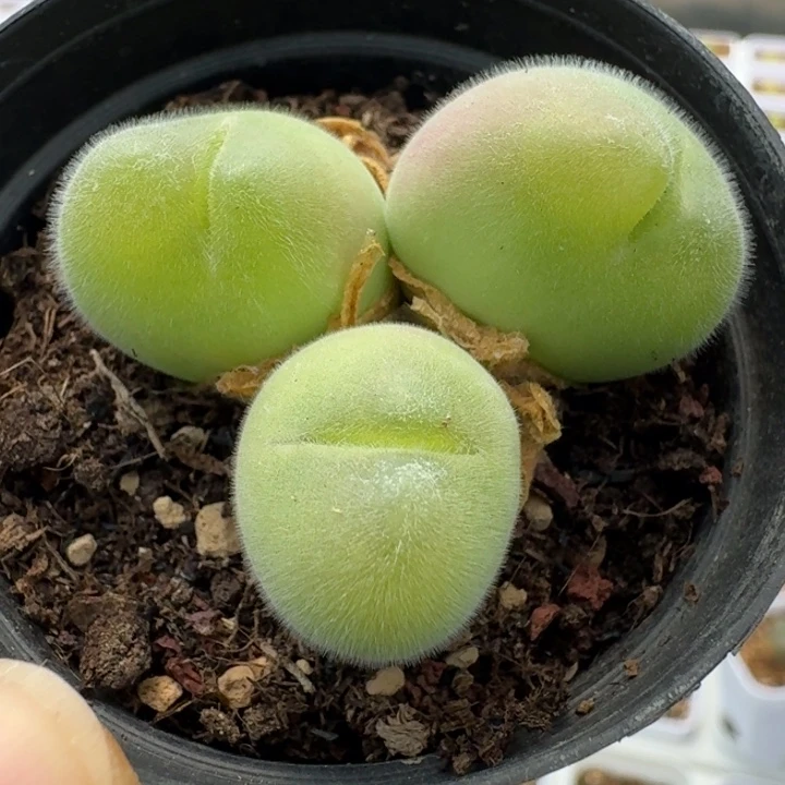 2225长毛翠滴带盆发货